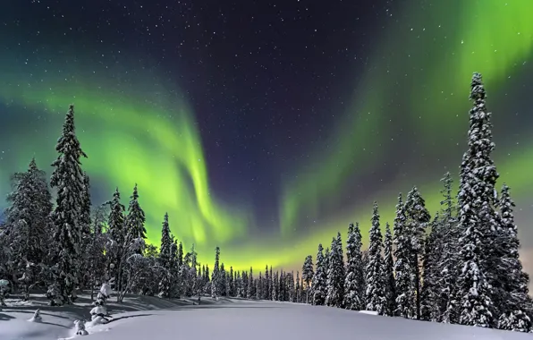 Картинка зима, лес, небо, звезды, снег, ночь, северное сияние