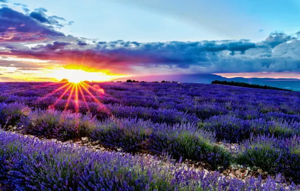 Картинка поле, восход, рассвет, Франция, France, лаванда, Provence, Прванс