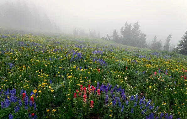Картинка трава, деревья, цветы, туман, склон, луг