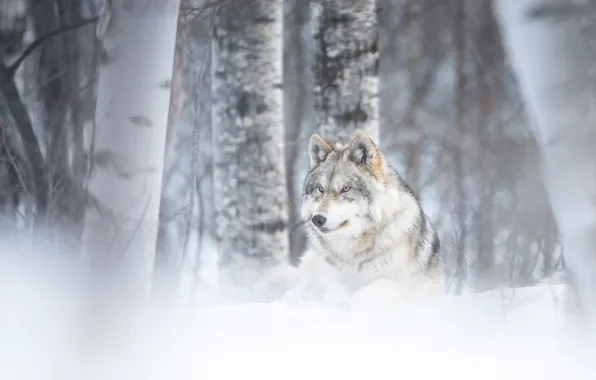 Картинка зима, лес, волк