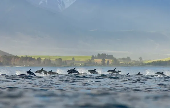 Картинка стая, Новая Зеландия, тусклый дельфин, тёмный дельфин, Каикоура