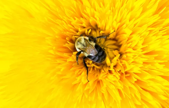 Картинка цветок, макро, желтый, пчела, лепестки, насекомое, шмель