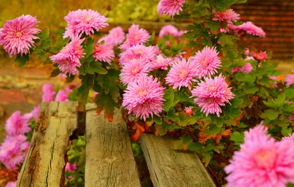 Картинка Скамейка, Pink flowers, Розовые цветы