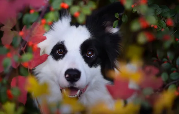 Картинка осень, морда, листья, ветки, природа, ягоды, животное, собака, пёс, бордер-колли