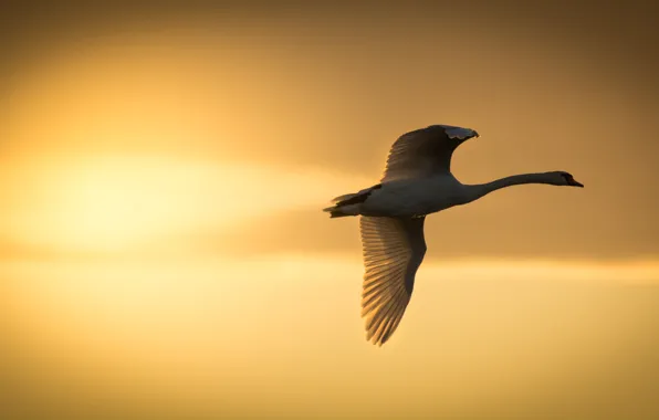 Картинка солнце, закат, птица, крылья, лебедь, полёт