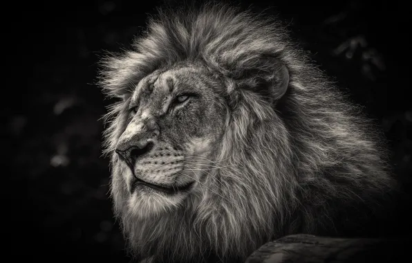 Картинка лев, царь, грива
