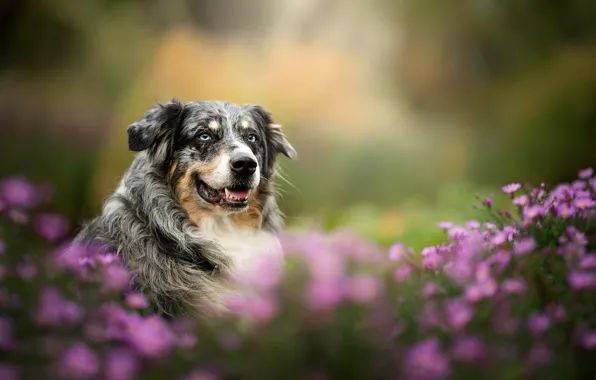 Картинка взгляд, морда, цветы, собака, боке, Австралийская овчарка, Аусси