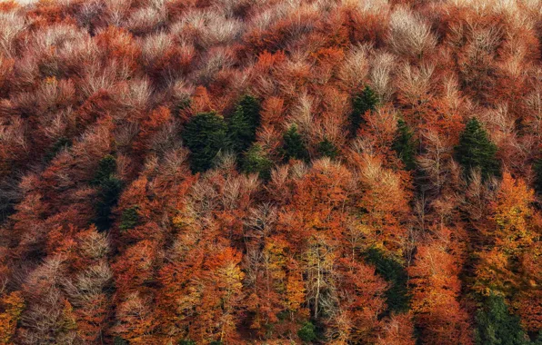 Картинка осень, лес, деревья, природа, вид сверху