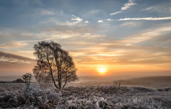 Картинка зима, поле, дерево, утро