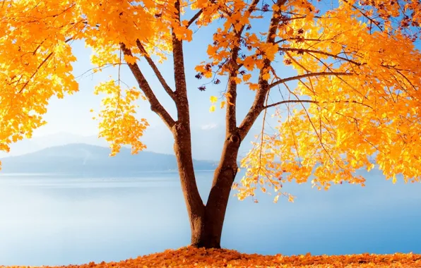 Картинка осень, листья, озеро, дерево, гора