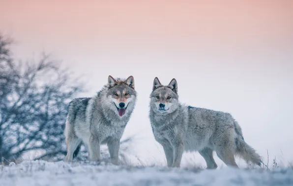 Картинка зима, волки, боке
