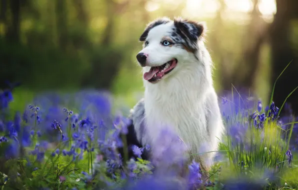 Картинка лето, друг, собака, Австралийская овчарка