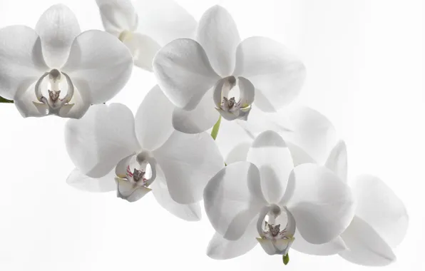 Картинка белый фон, орхидея, белая орхидея