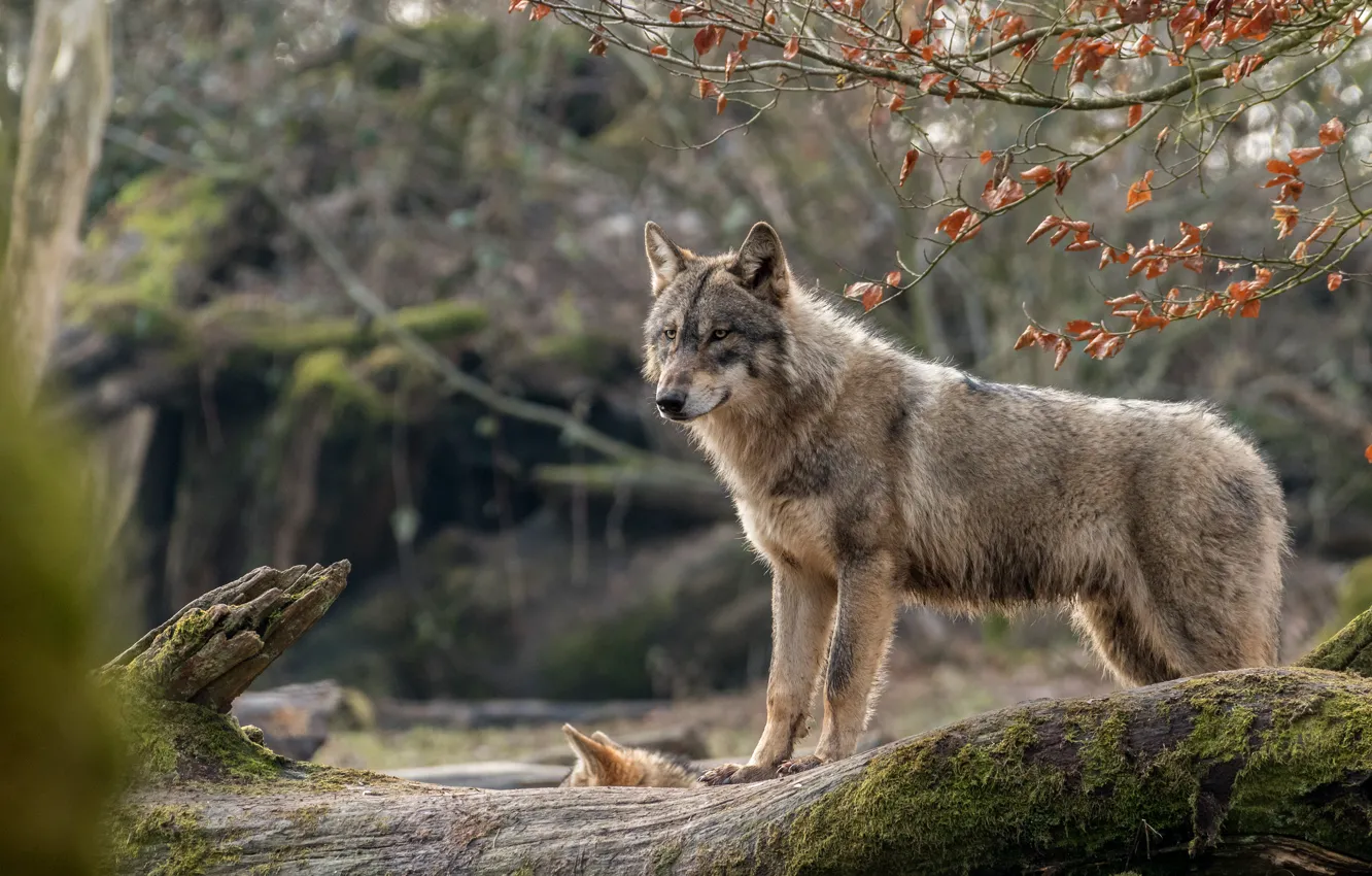 Фото обои лес, животные, ветки, серый, волк, бревно, дикая природа