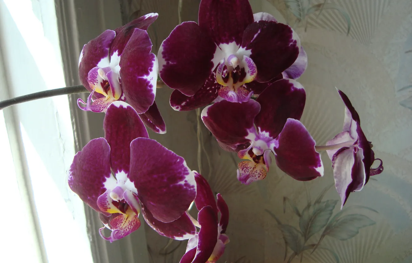 Фото обои красота, орхидея, немного экзотики
