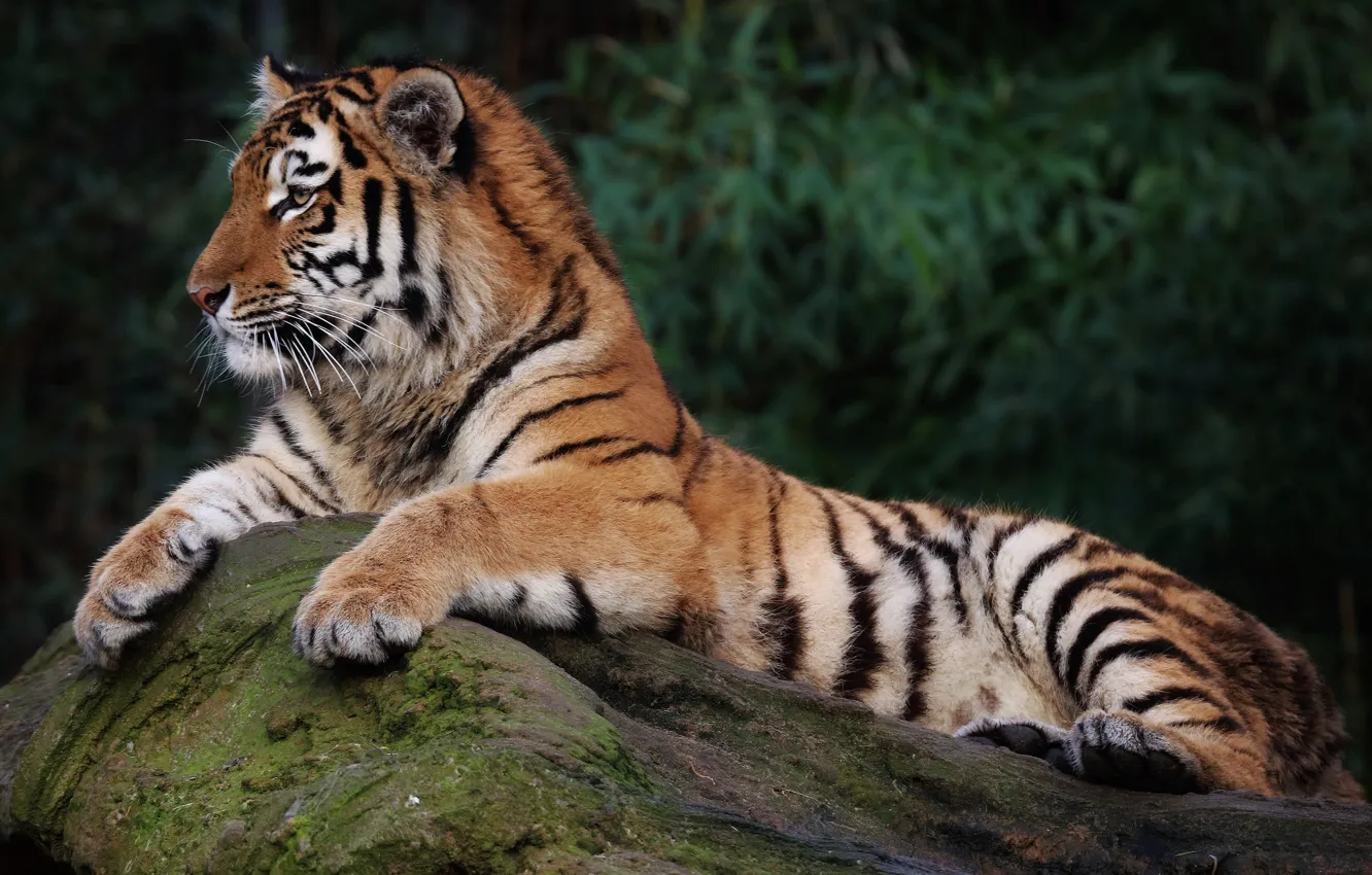 Фото обои кот, природа, тигр, отдых, камень