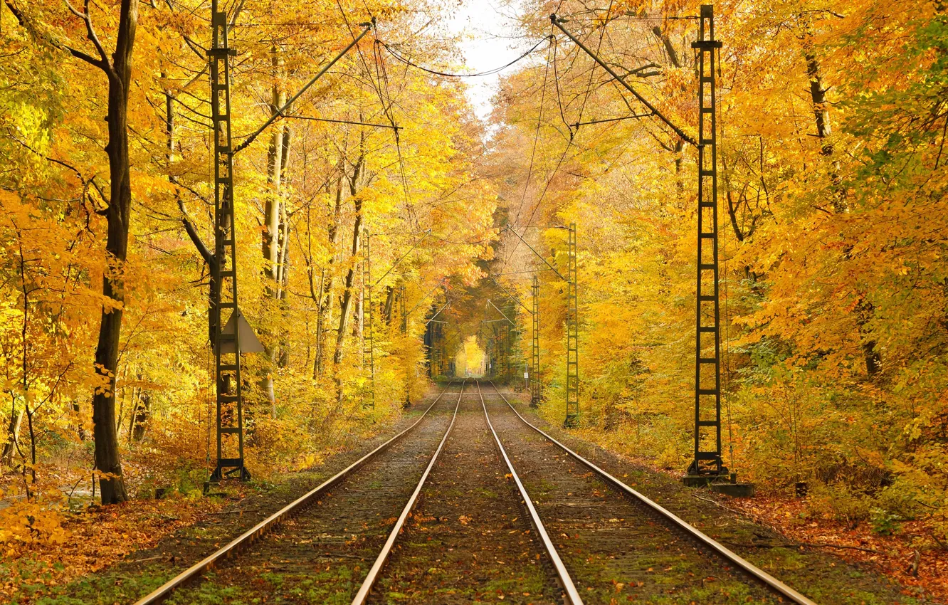 Фото обои осень, листья, деревья, рельсы