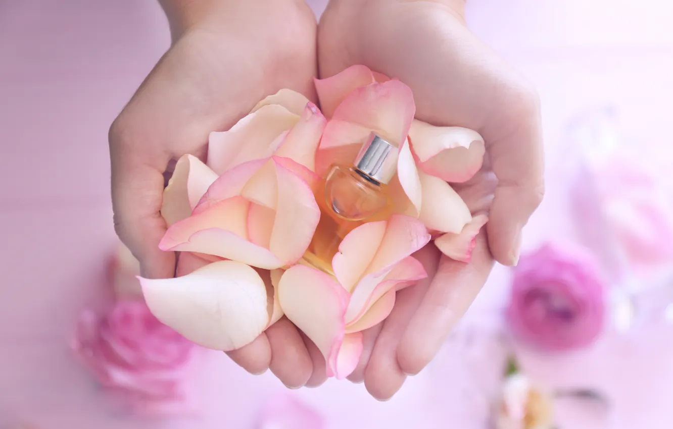 Фото обои духи, лепестки, rose, pink, petals, розовые розы