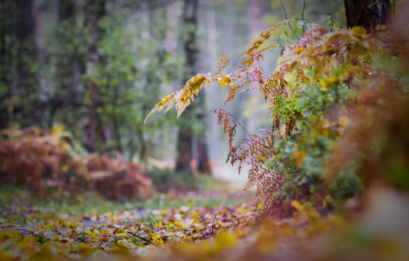 Фото обои осень, лес, листья, деревья, дорожка, дорожка осень, влажность, лесная дорожка