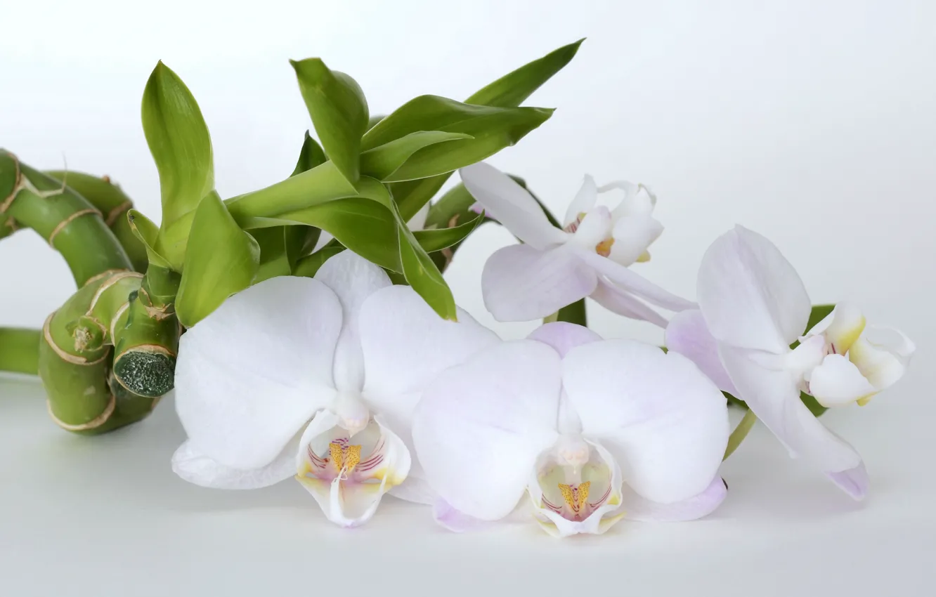 Фото обои цветы, бамбук, орхидеи