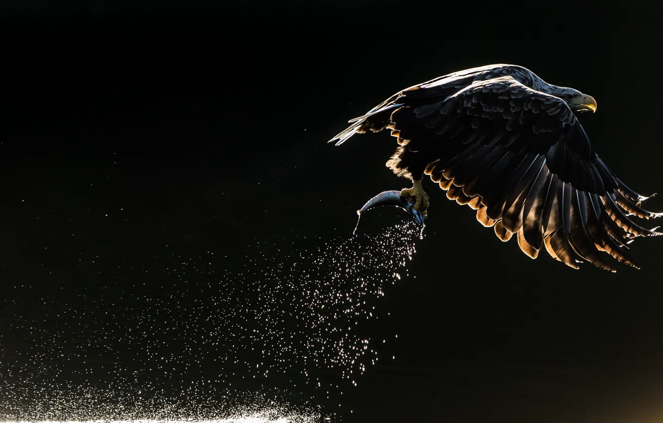 Фото обои брызги, птица, рыба, орёл, орлан, тёмный фон, улов. 