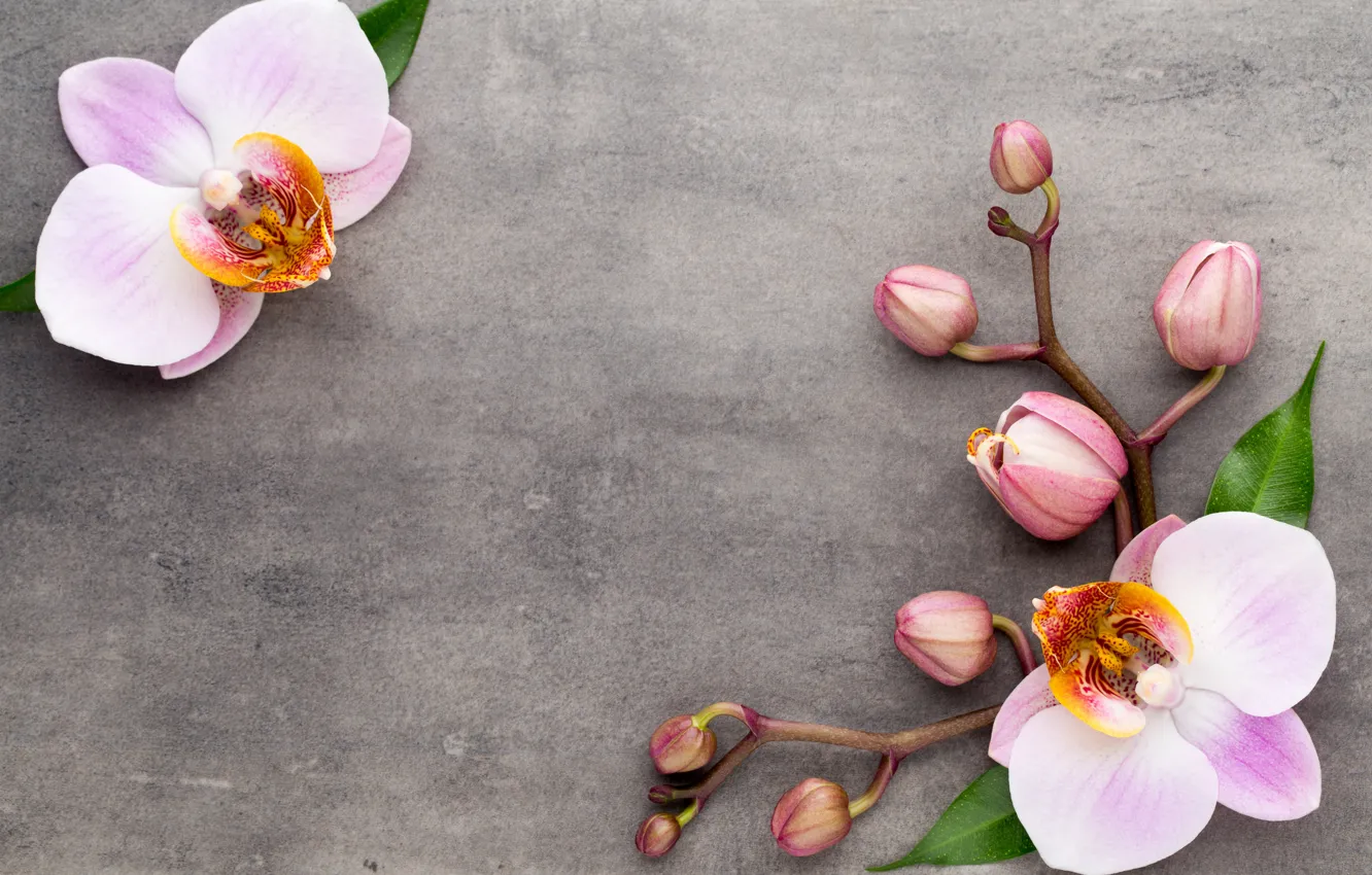 Фото обои цветы, орхидея, pink, orchid