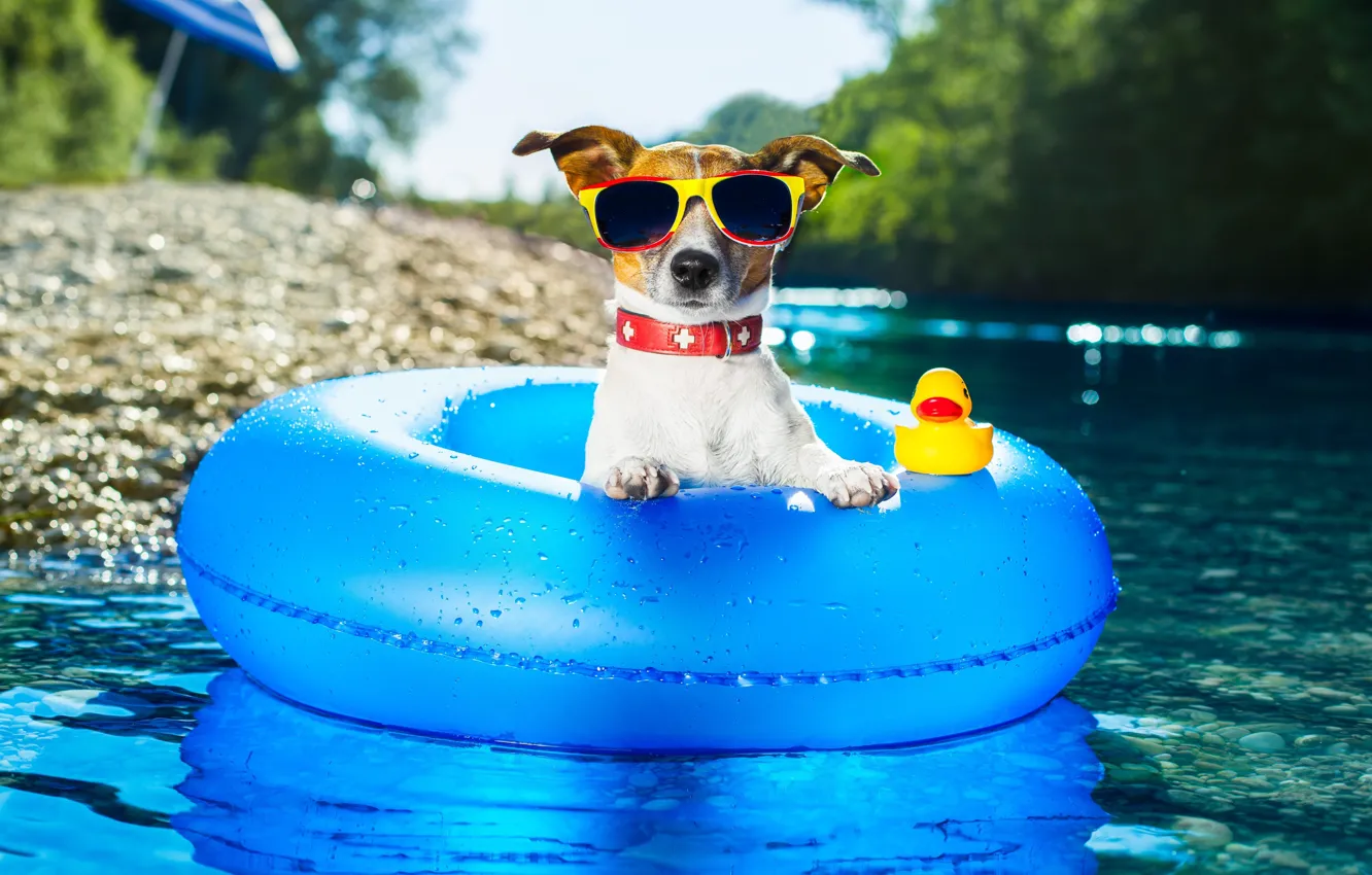 Фото обои вода, круг, собака, очки, джек-рассел-терьер