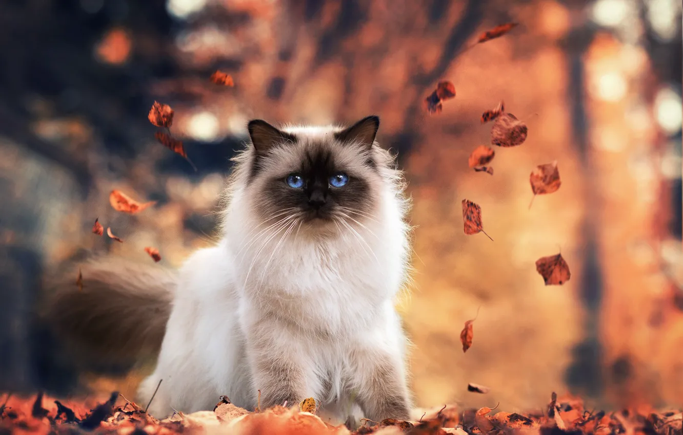 Фото обои осень, листья, природа, Бирманская кошка