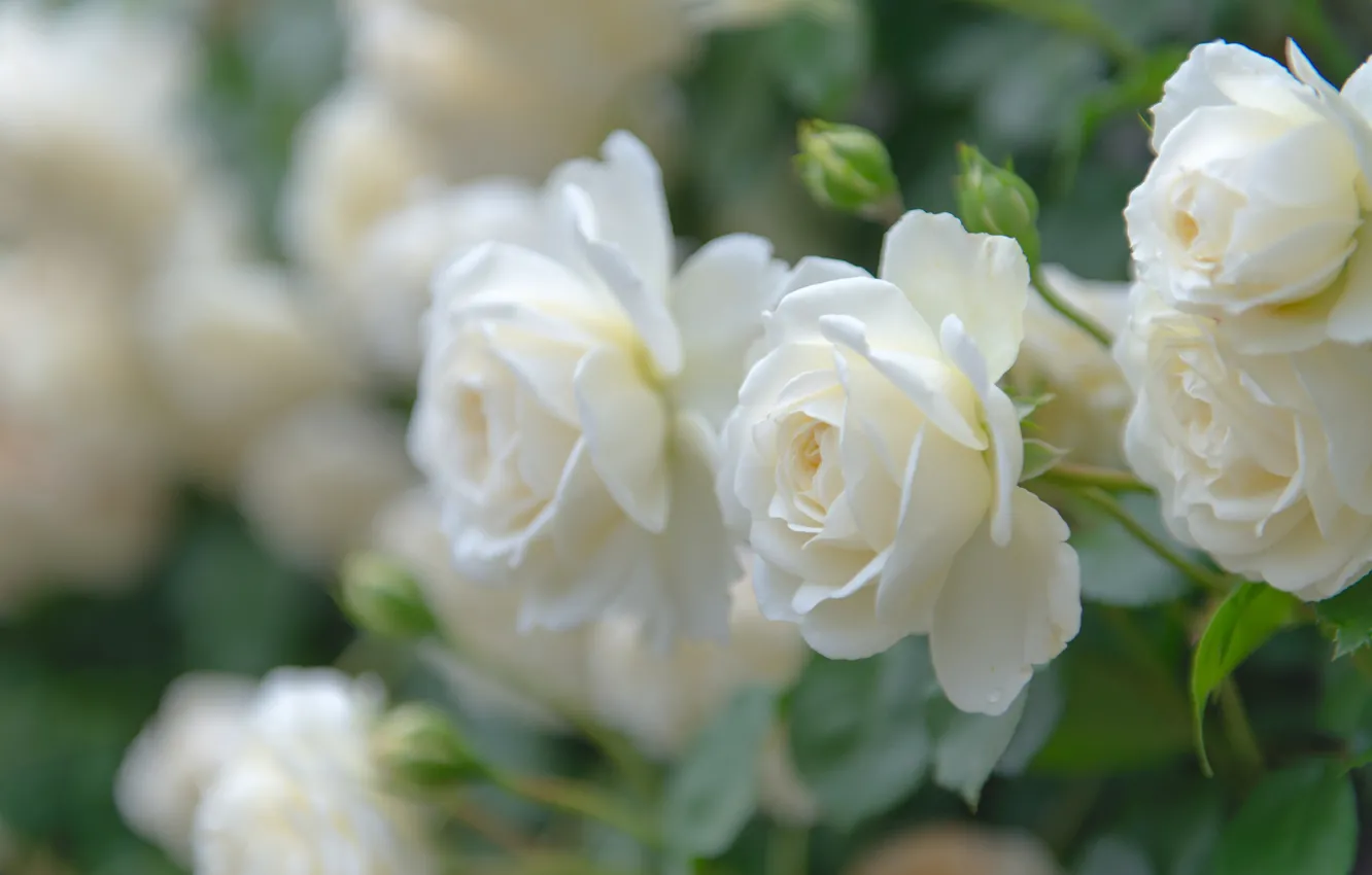 Фото обои макро, розы, лепестки, бутоны, белые розы, боке