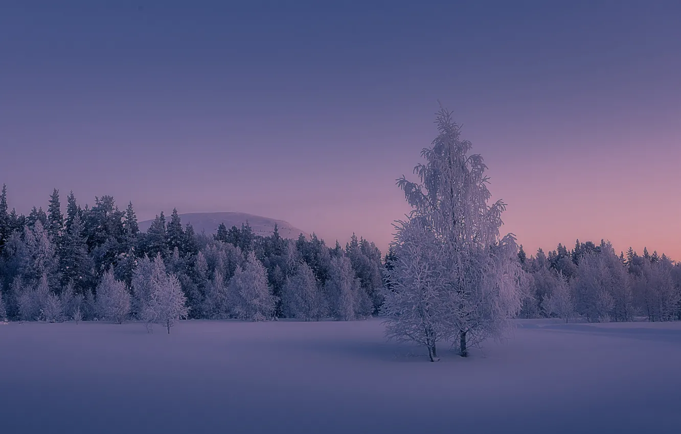 Фото обои зима, иней, снег, деревья, закат, Финляндия, Finland, Lapland, Лапландия, Ylläs, Äkäslompolo, Акасломполо, Юлляс