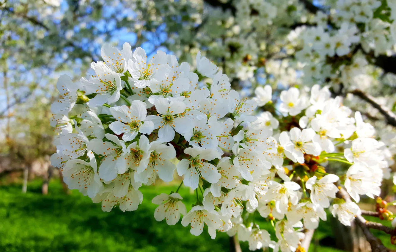 Фото обои Весна, Черешня, Цветение, Цветение черешни