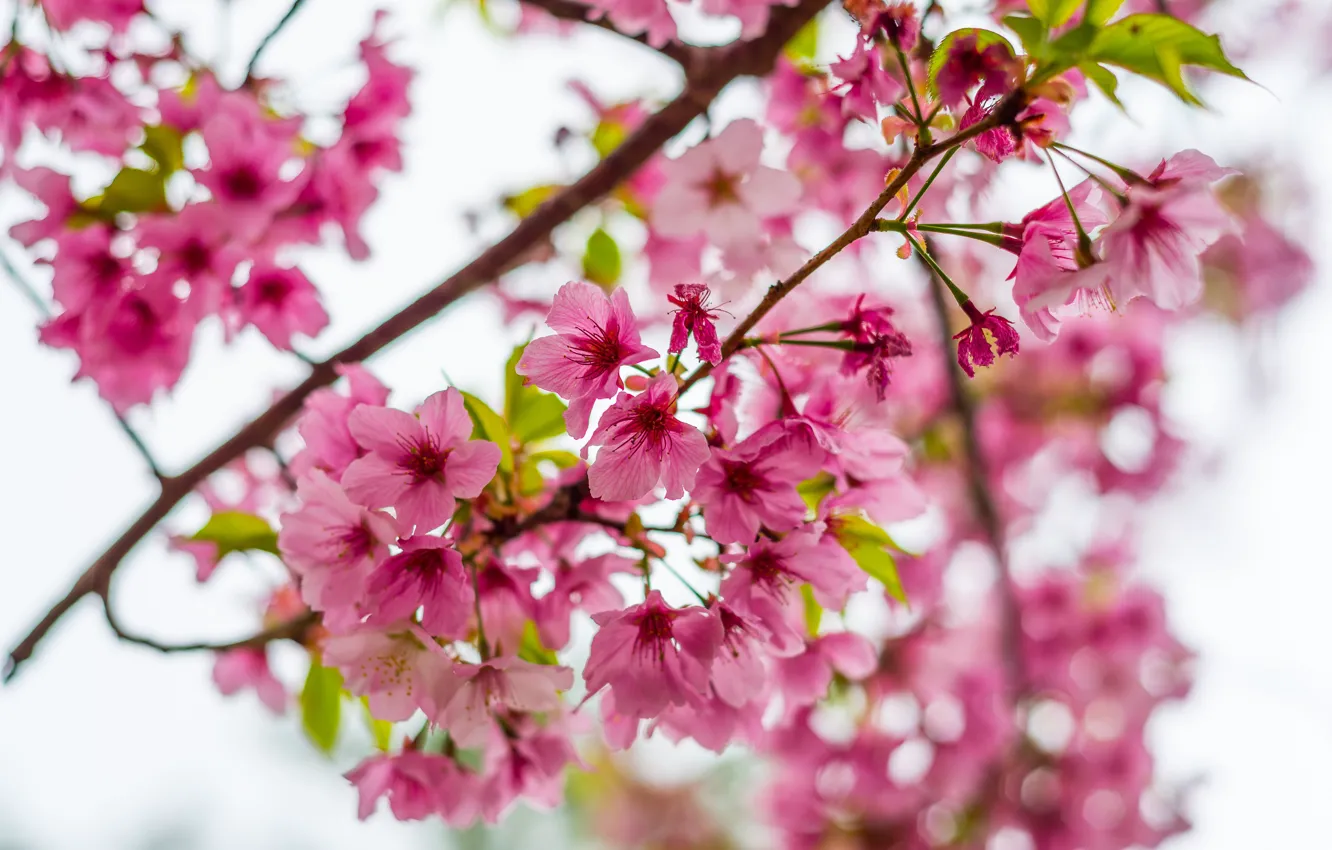 Фото обои небо, ветки, весна, сакура, цветение, pink, blossom, sakura, cherry, spring, bloom