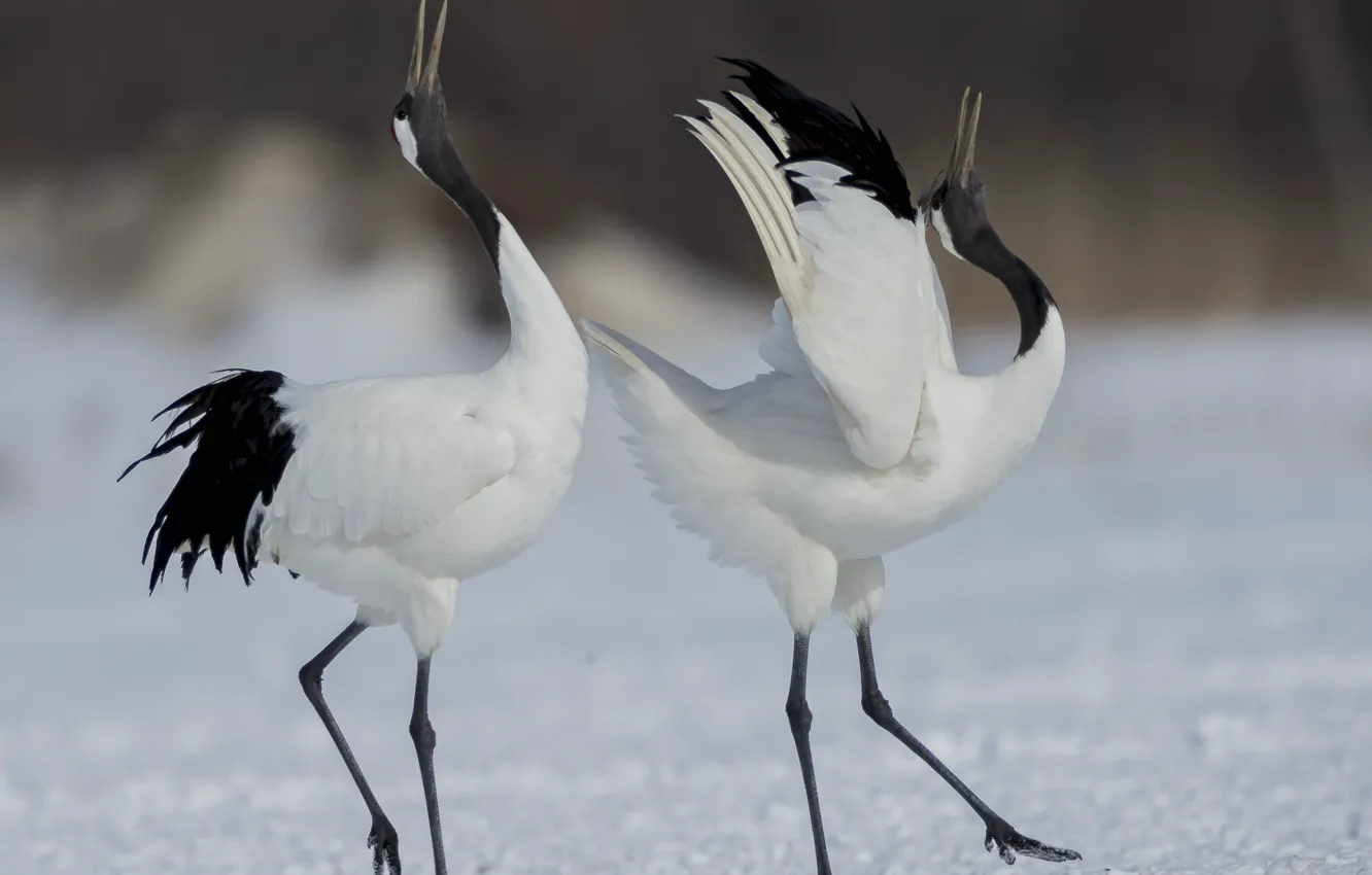 Фото обои птицы, танец, пара, журавли