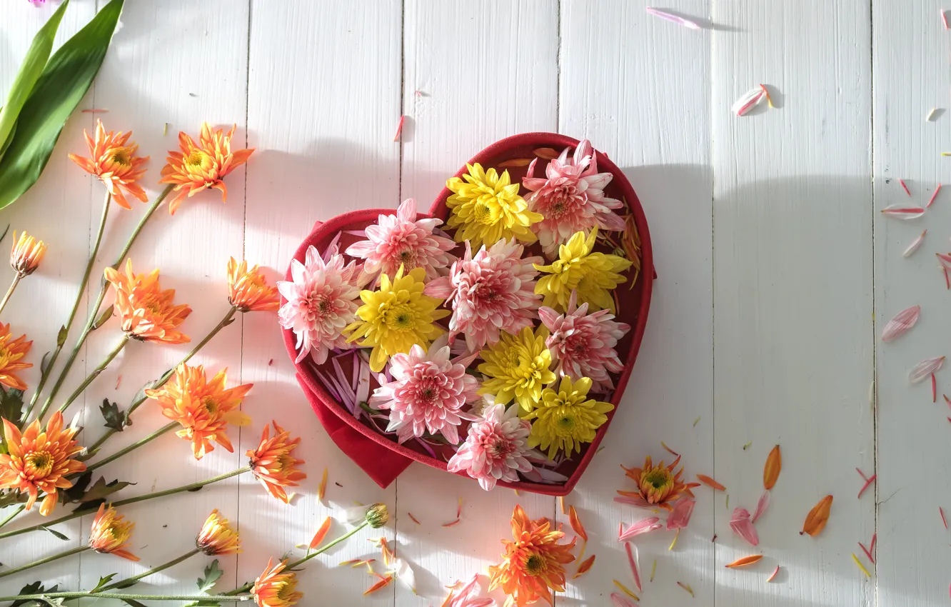 Фото обои цветы, colorful, хризантемы, heart, flowers, romantic