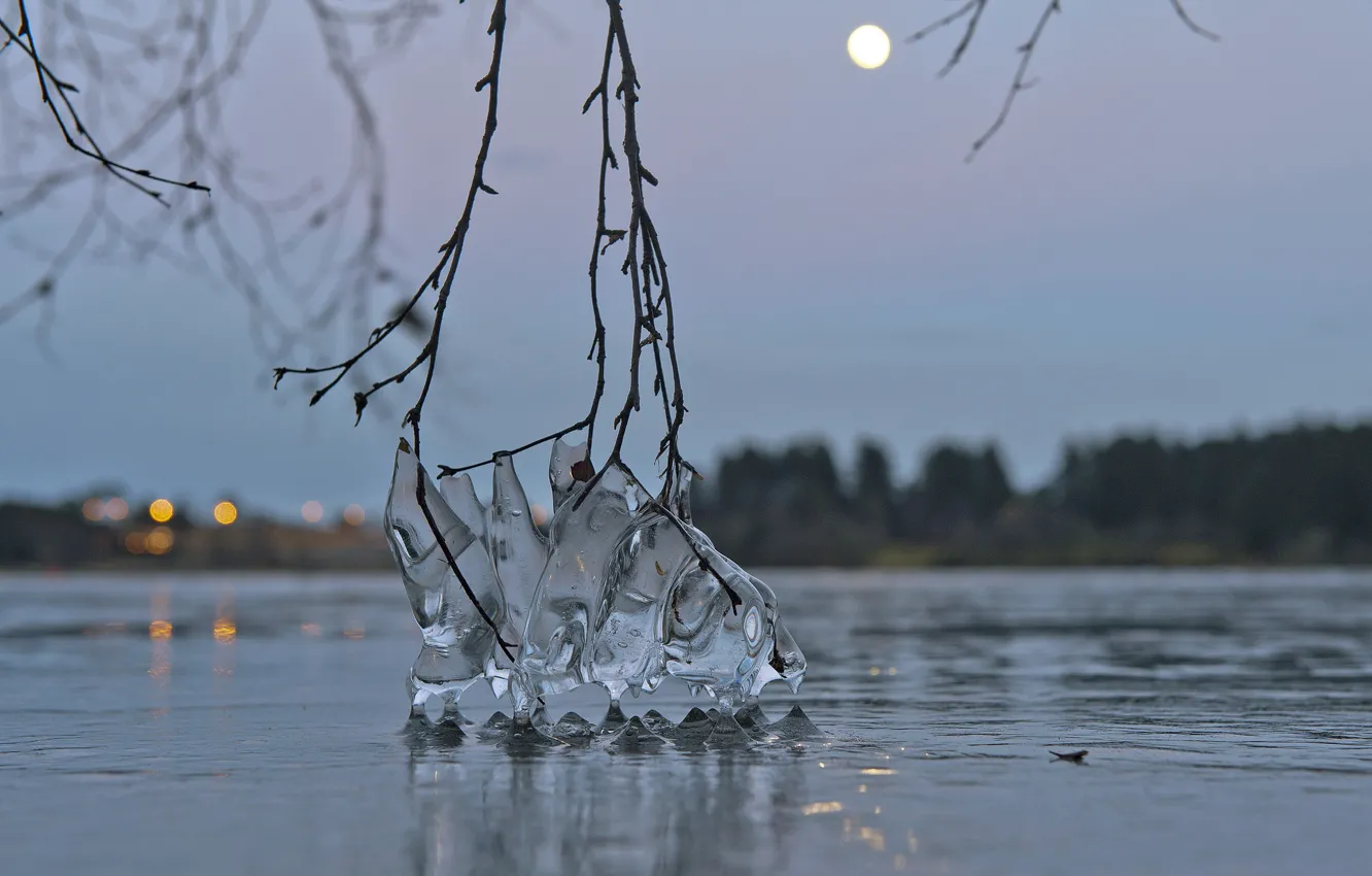 Фото обои вода, макро, ветки, озеро, лёд