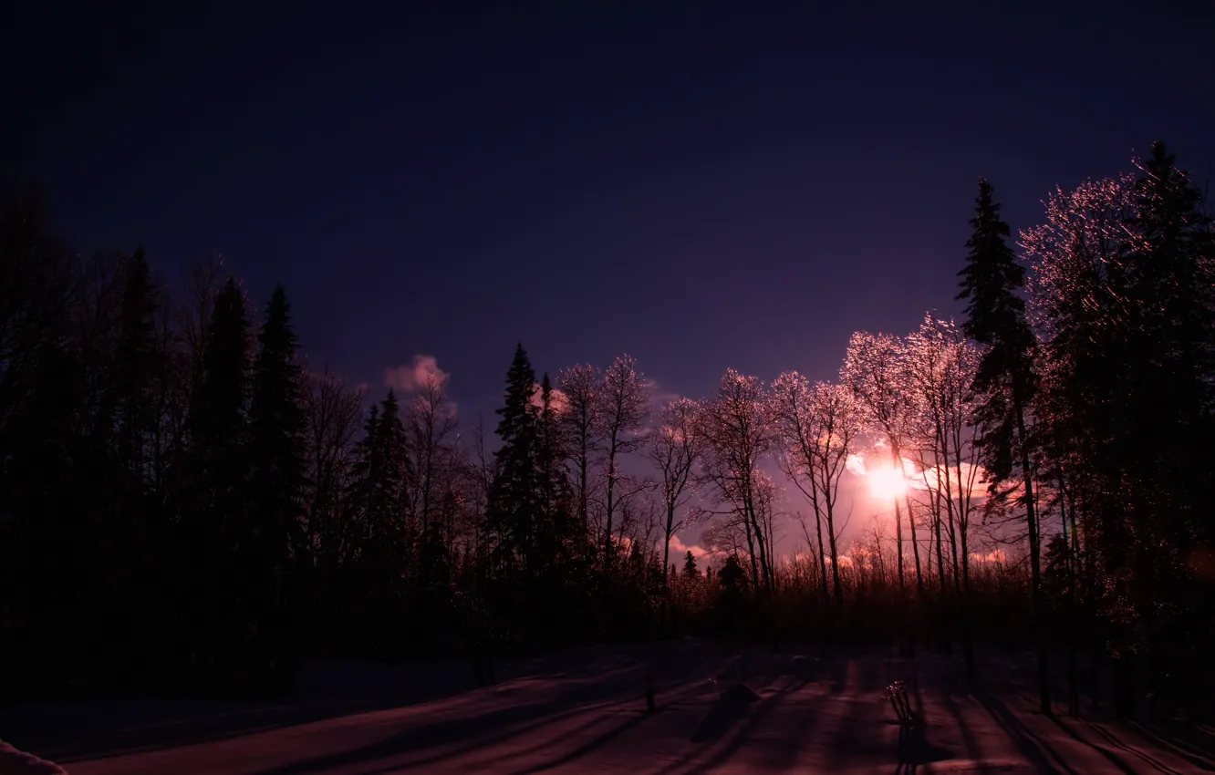 Фото обои зима, снег, деревья, Red rayed ice
