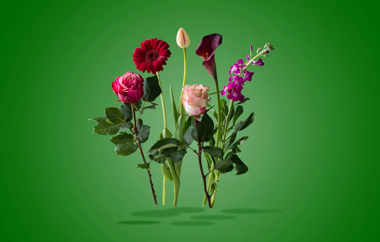 Фото обои коллаж, роза, тюльпан, лепестки