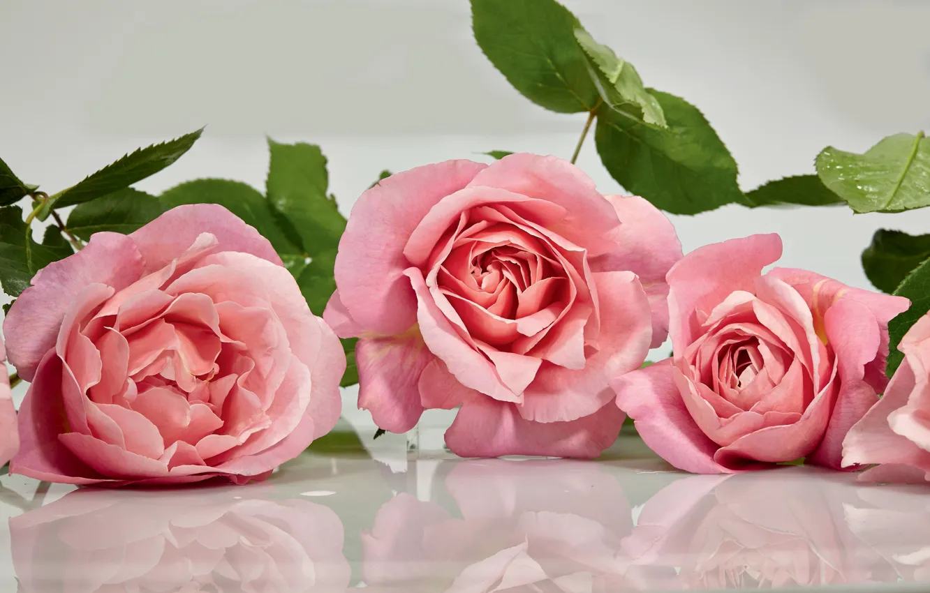 Фото обои отражение, розовый, розы