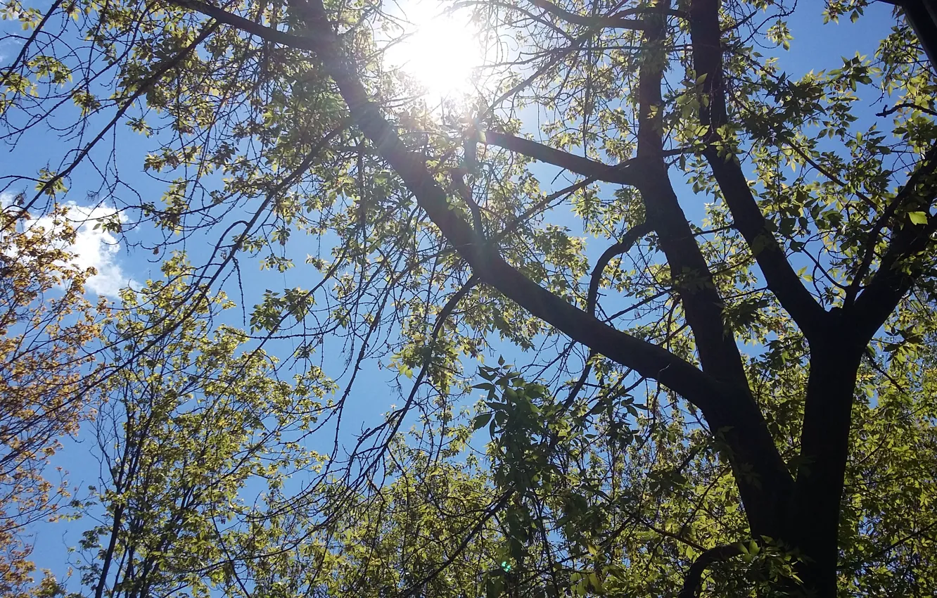 Фото обои небо, солнце, свет, ветки, дерево, облако, вид из окна, благодать, весна 2017, свет сквозь ветви