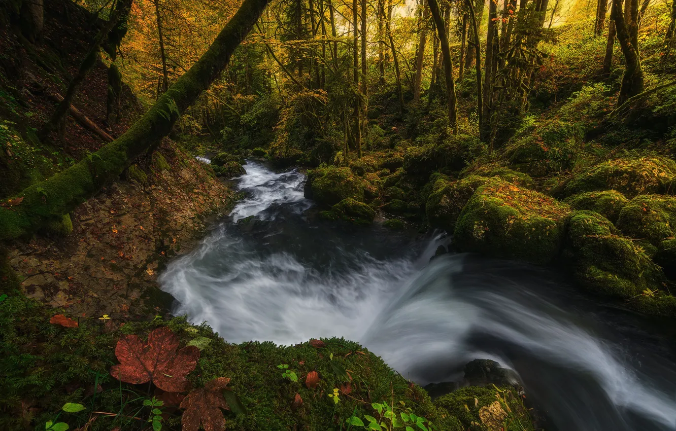 Фото обои осень, лес, свет, природа, лист, река, листва, поток