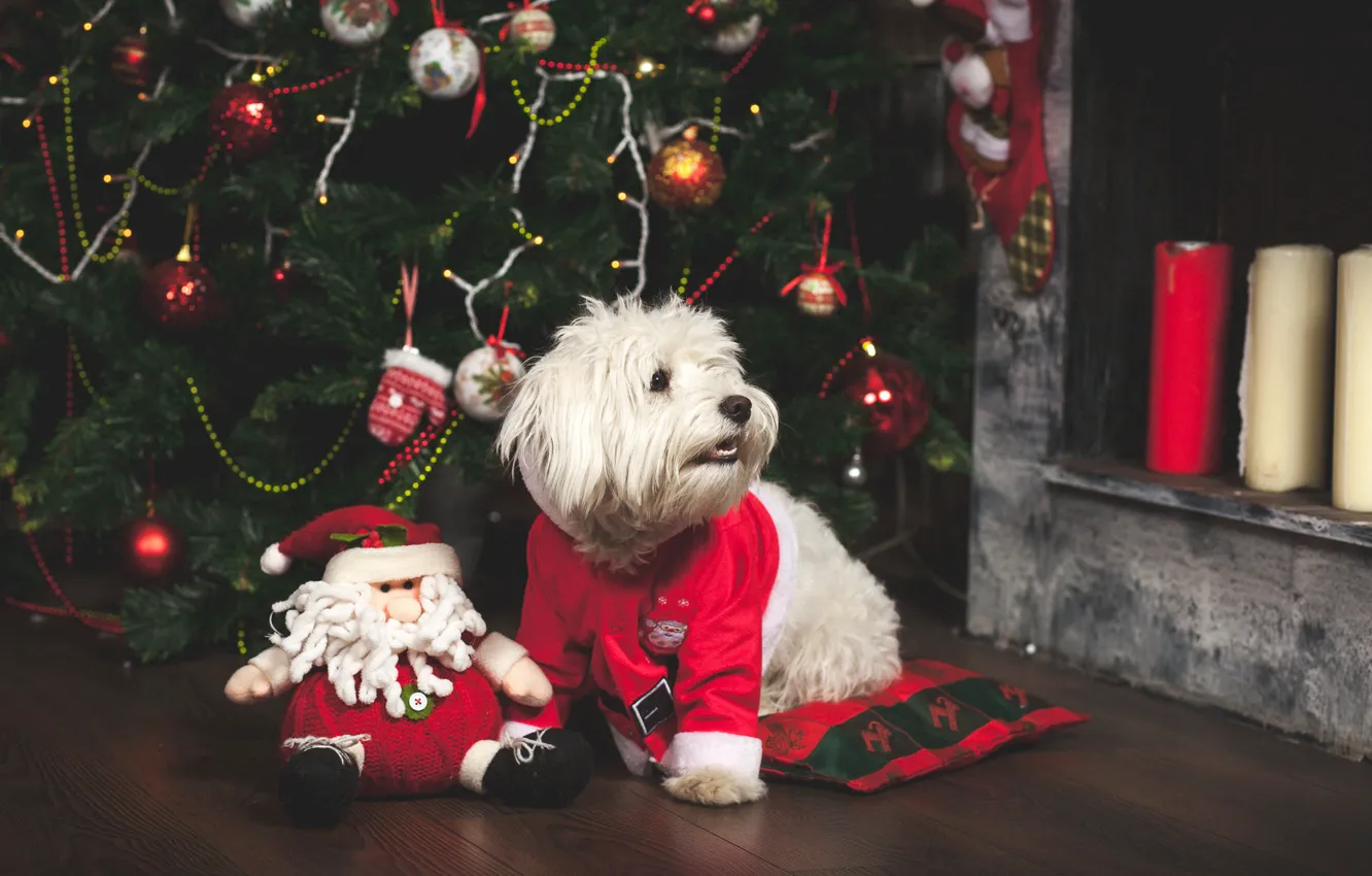 Фото обои игрушки, елка, собака, Новый Год, Рождество, Christmas, dog, 2018, Merry Christmas, Xmas, funny, cute, decoration, …