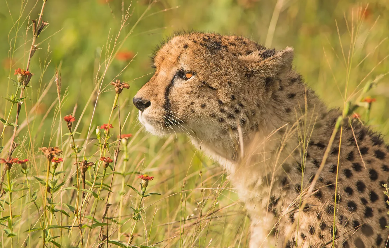Фото обои трава, цветы, портрет, гепард, профиль, дикая кошка