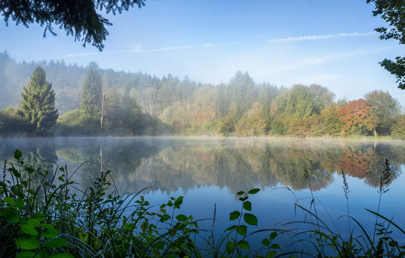 Фото обои осень, лес, деревья, озеро, утро, дымка