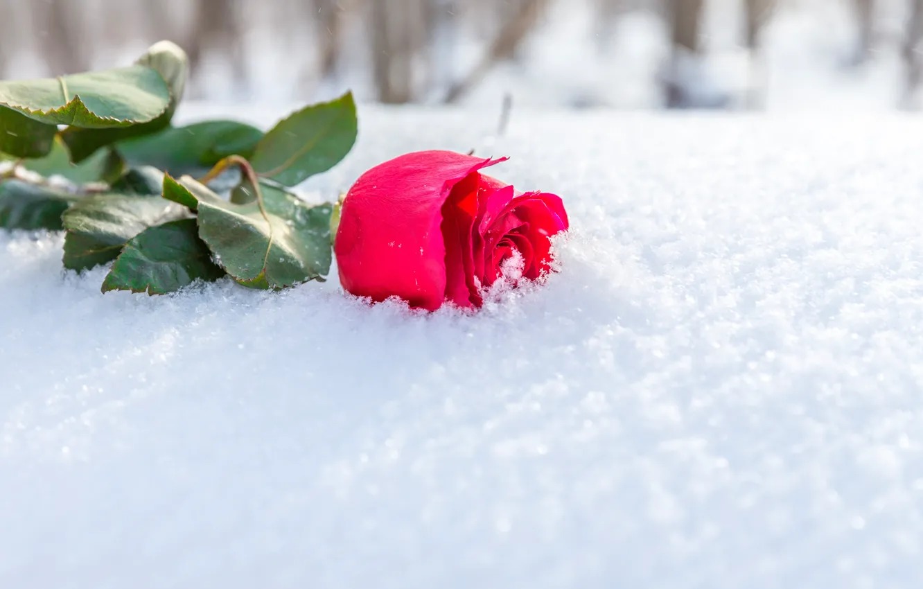 Фото обои зима, цветок, листья, солнце, снег, роза, бутон, лежит, алая, бок...