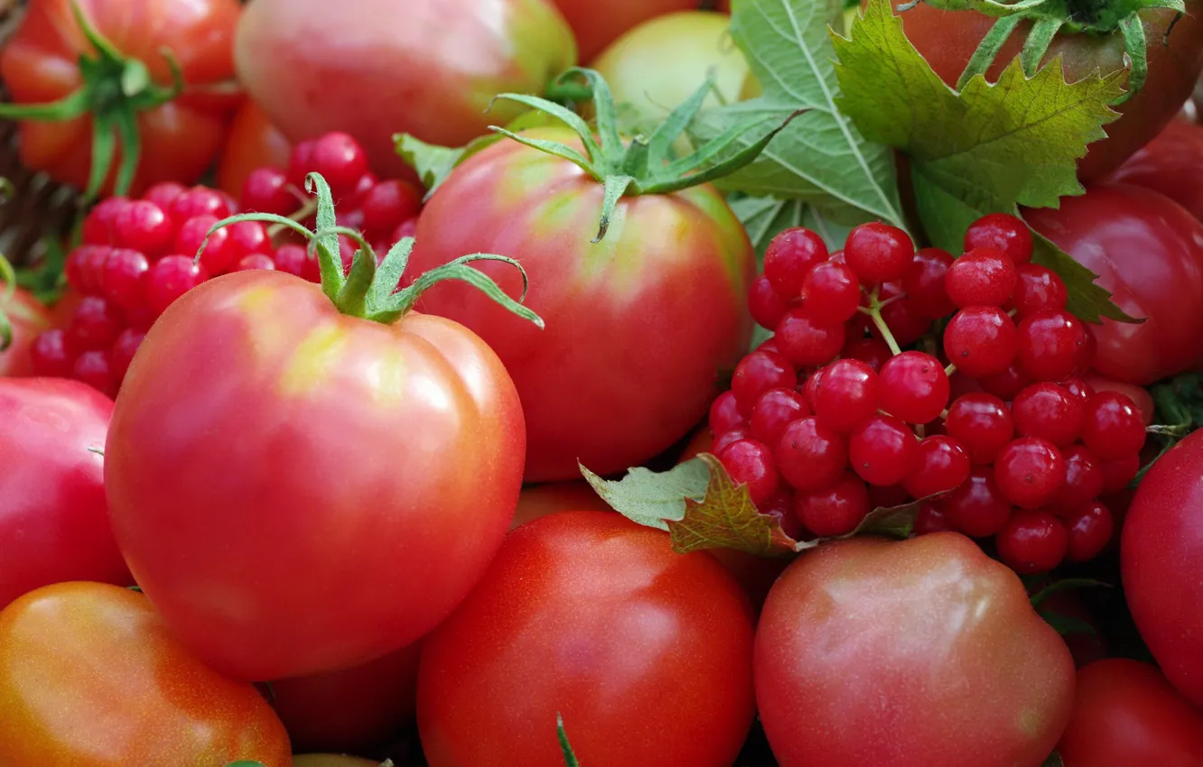 Фото обои осень, ягоды, урожай, овощи, помидоры, огород, множество, дача, калина, красный цвет