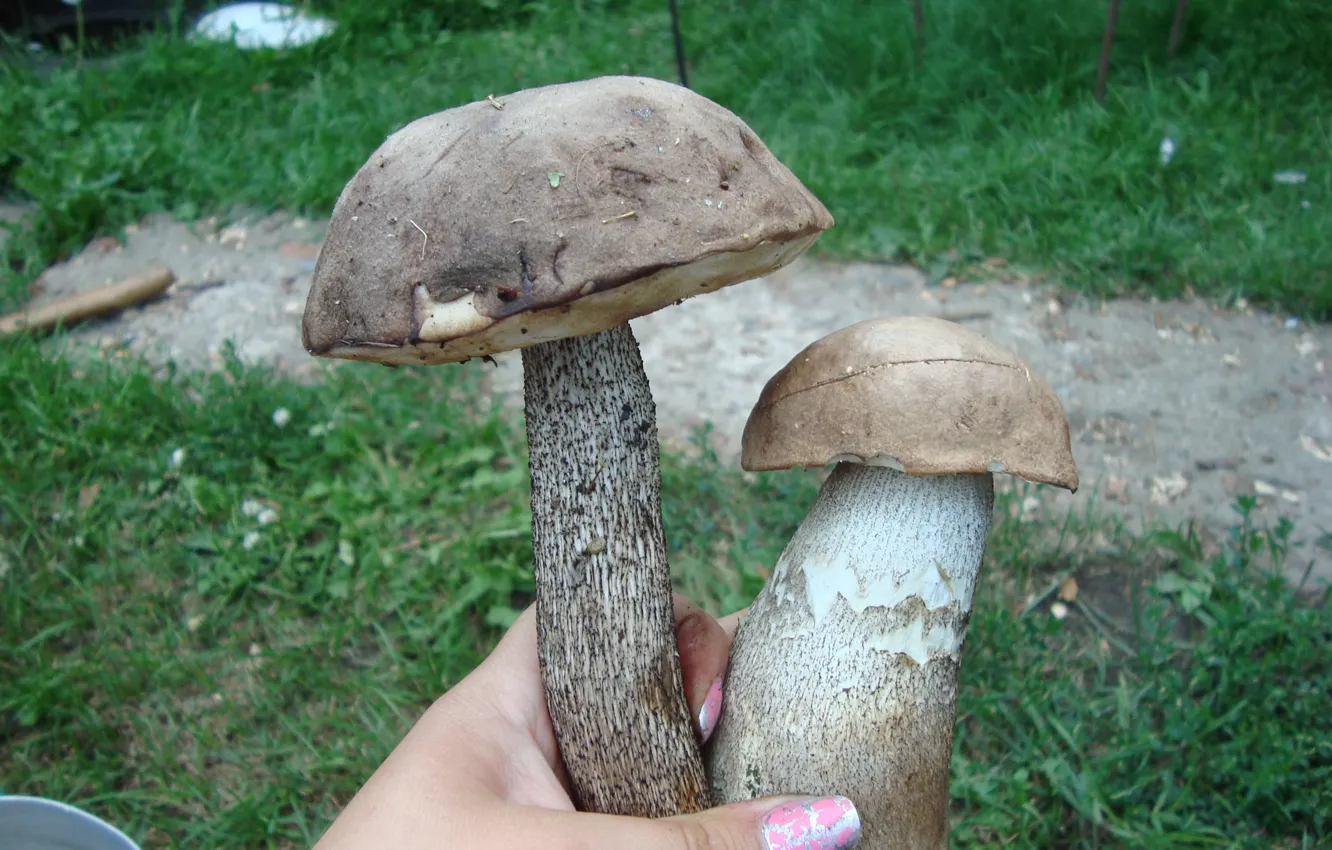 Фото обои зелень, грибы, пара