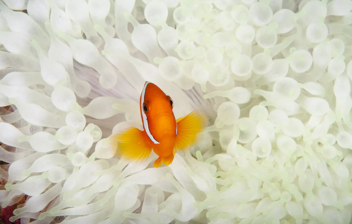Фото обои макро, водоросли, рыбка