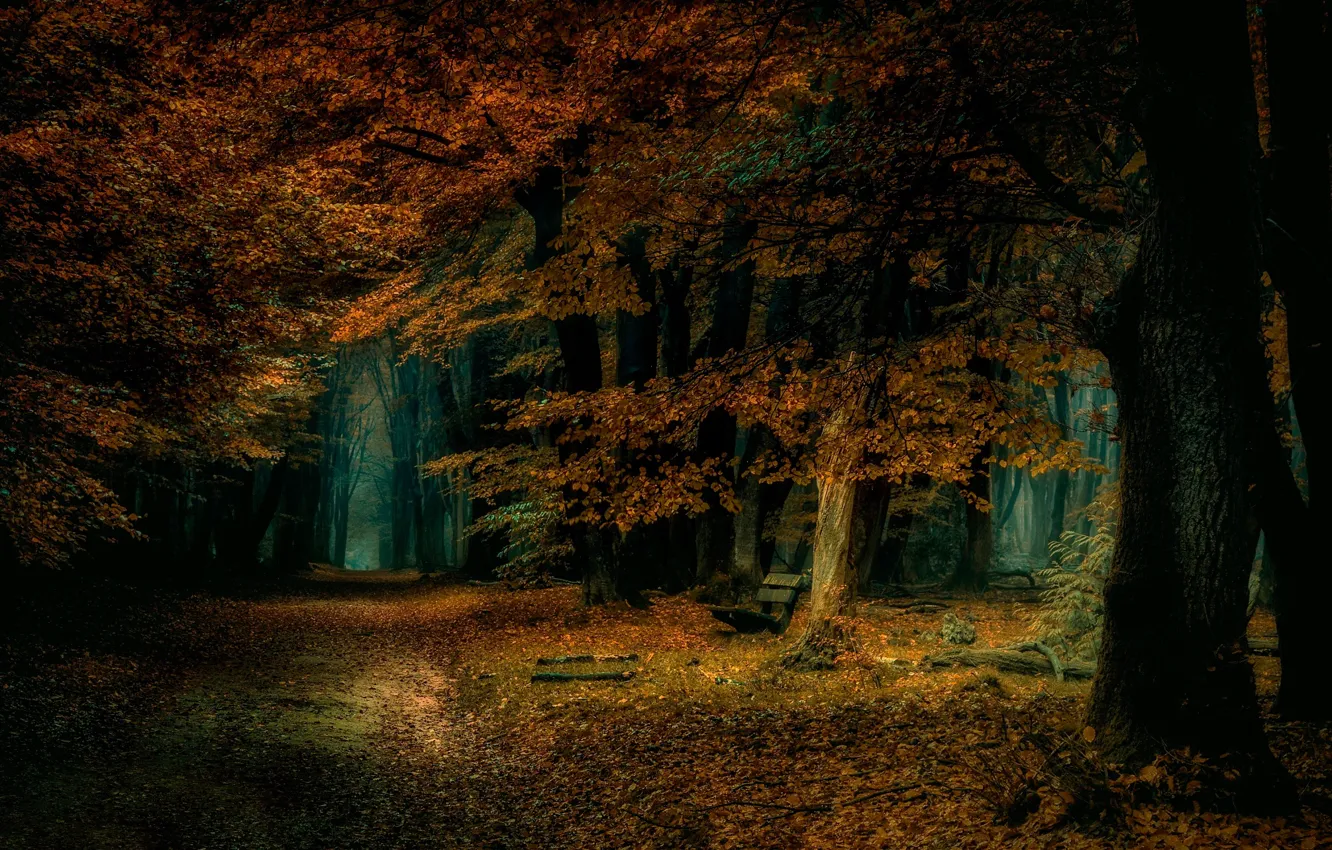 Фото обои осень, лес, листья, деревья, скамейка, парк, тропинка
