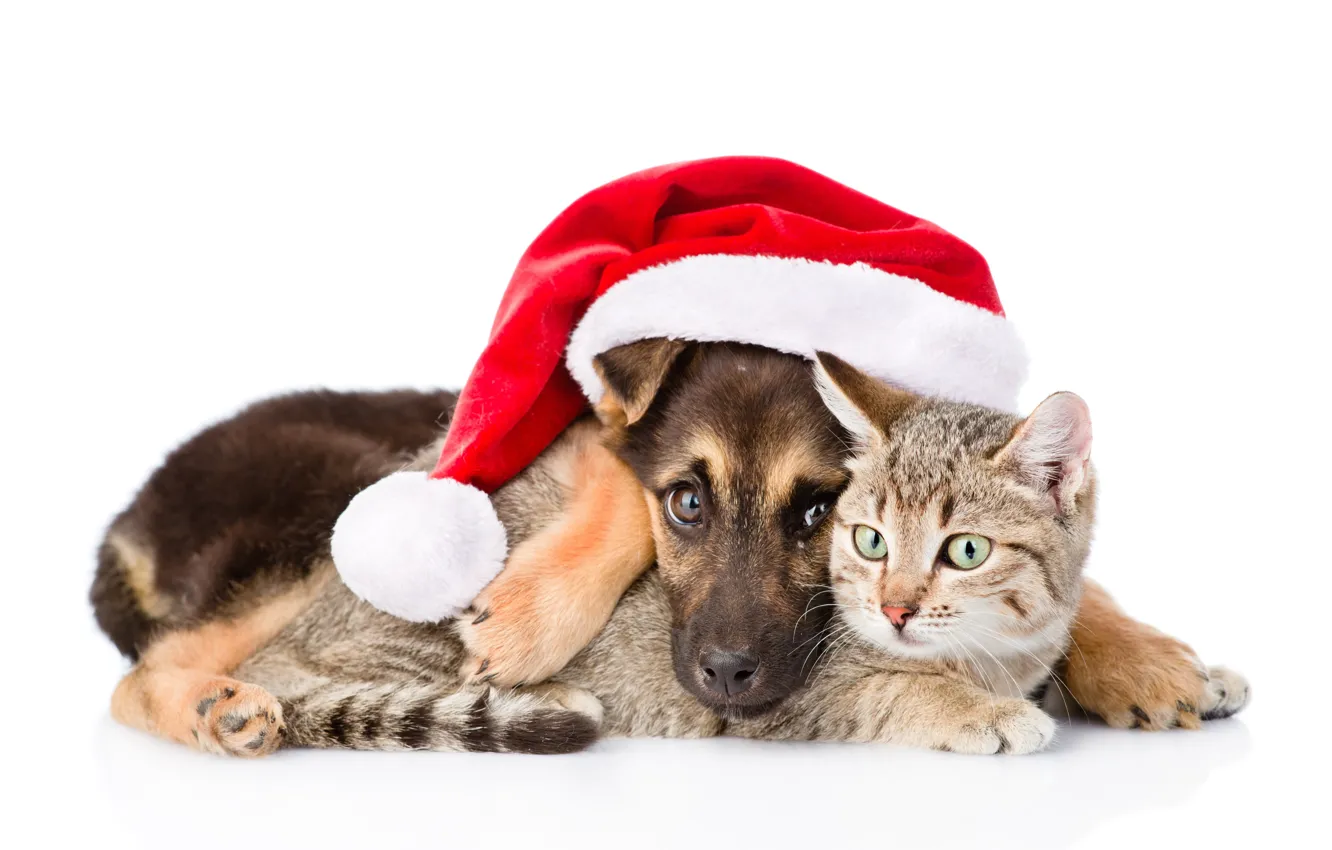 Фото обои кошка, собака, Новый Год, Рождество, Christmas, dog, 2018, Merry Christmas, Xmas, funny, cute, decoration, santa …
