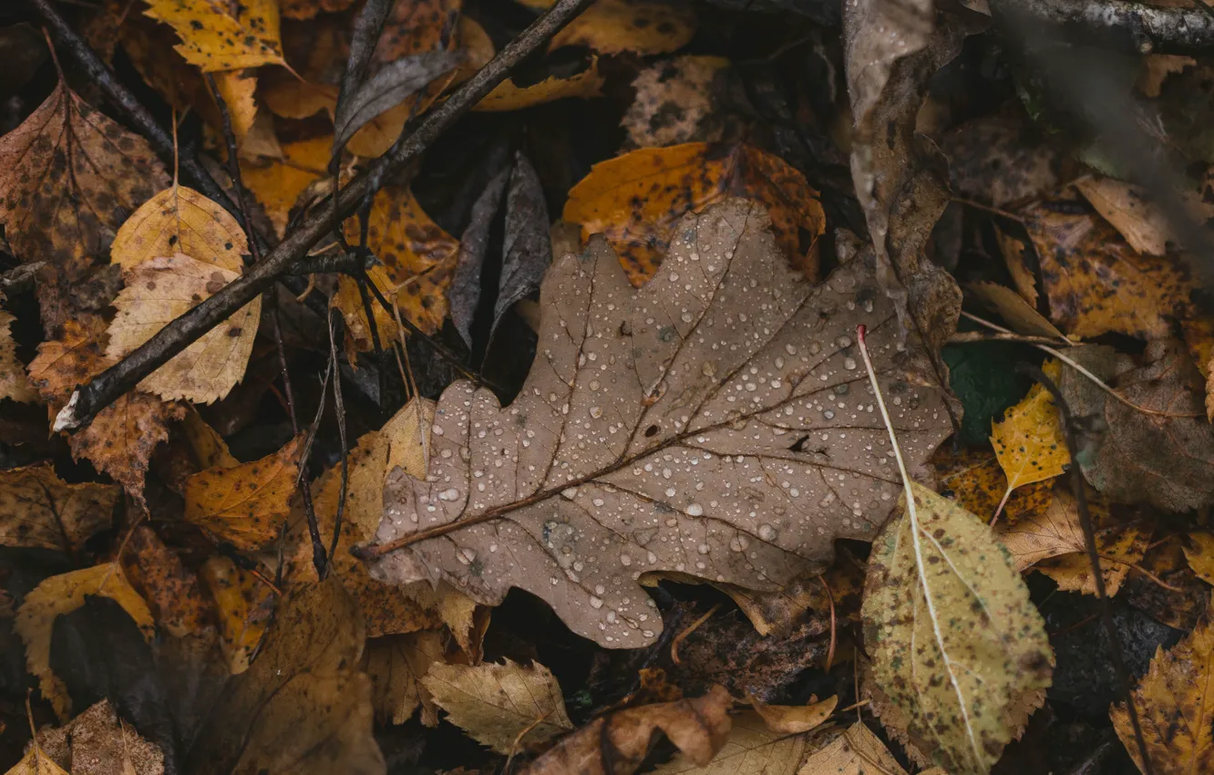 Фото обои осень, листья, макро, дождь, опавшие листья